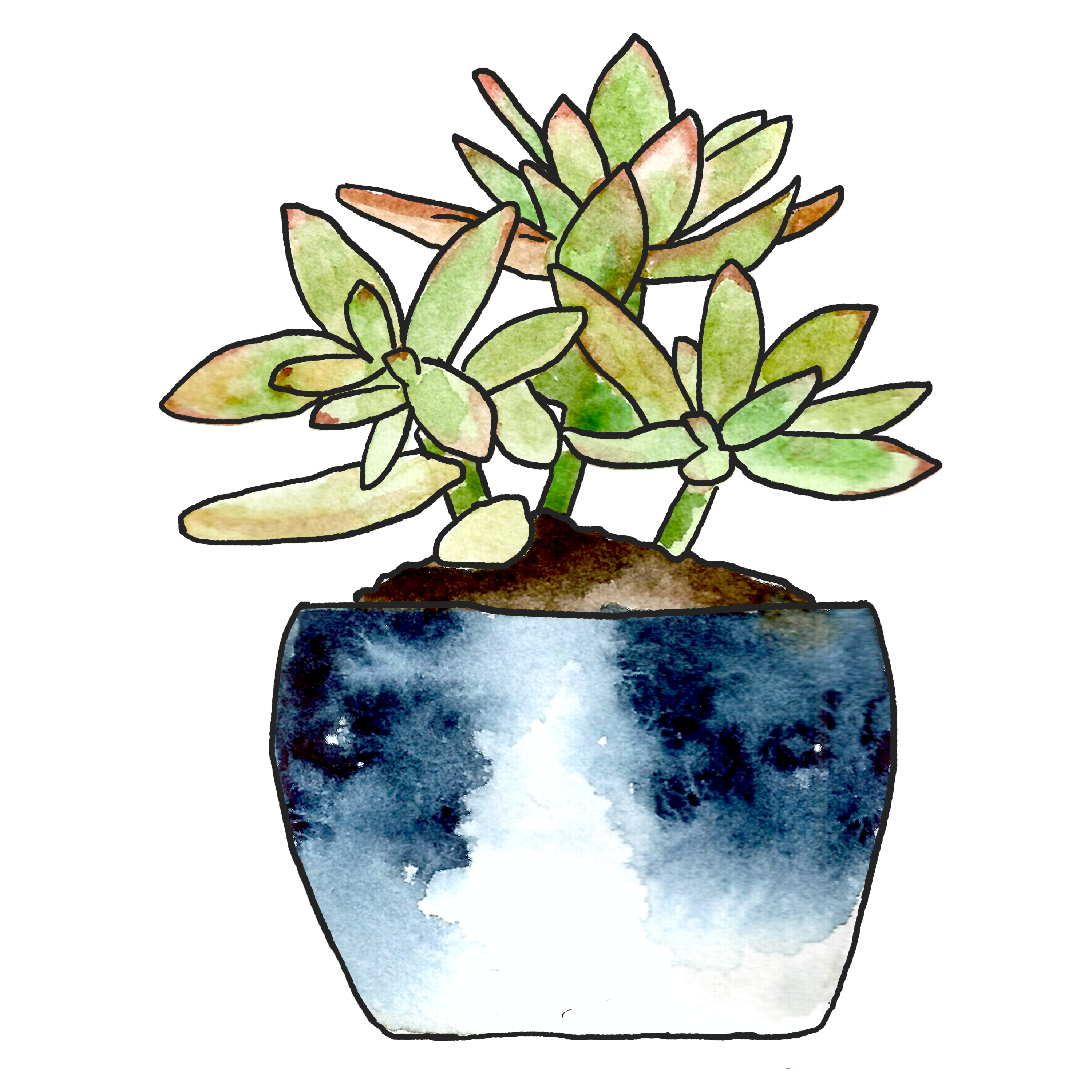 potted plant